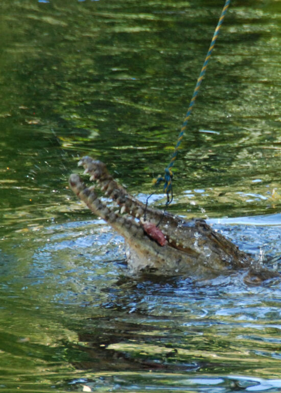 Krokodil in de rivier achter de camping