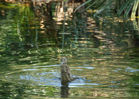 Krokodil in de rivier achter de camping