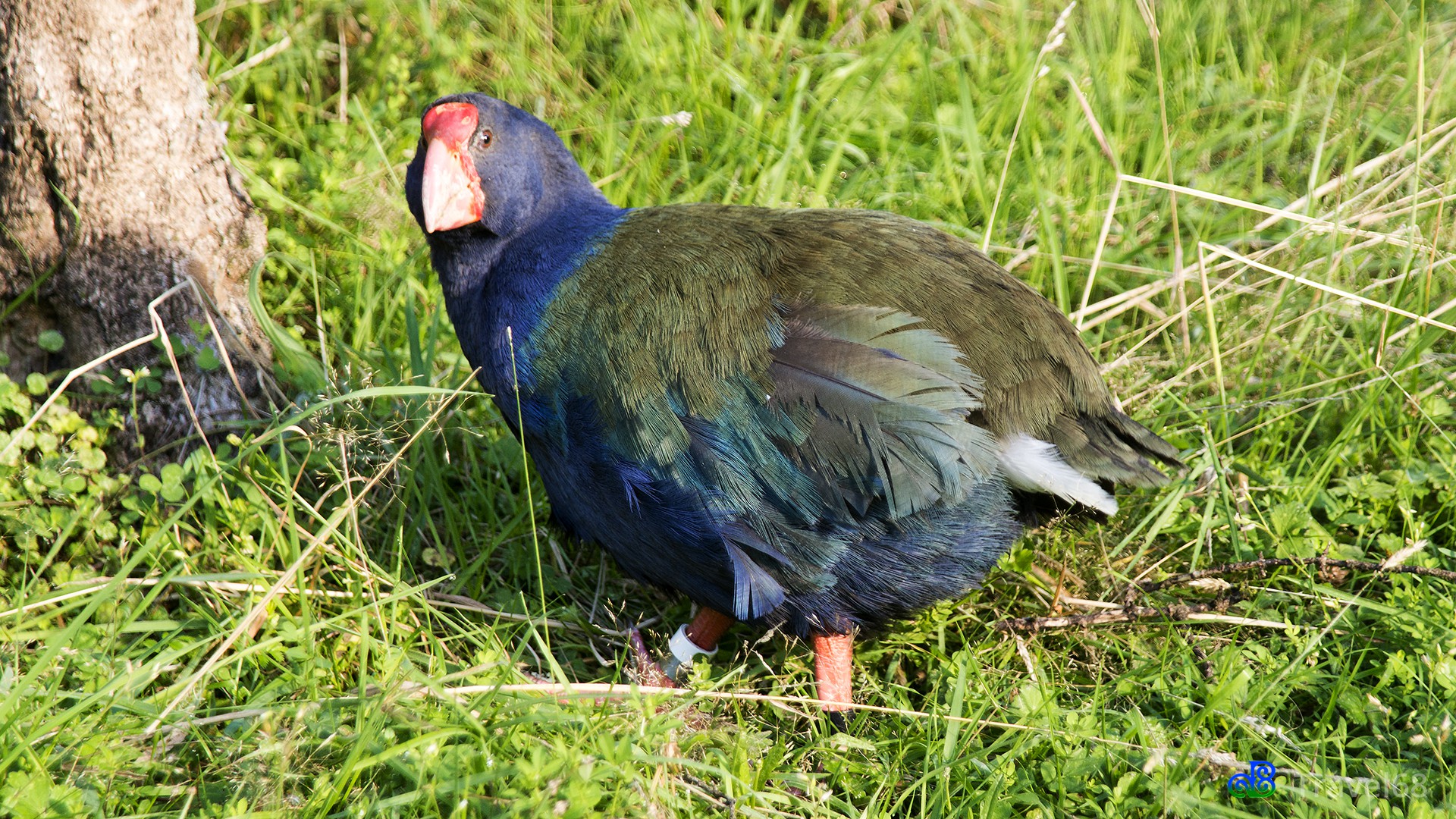 Takahē’ in het Maori's is dit vogel.