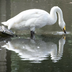 Een mooi voorbeeld van hoe moet je een zwaan fotograferen