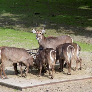 Beekse Bergen