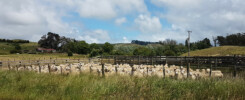 Schapen