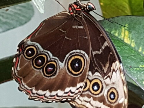 Vlinder