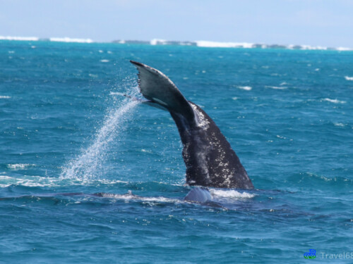Een walvis duikt