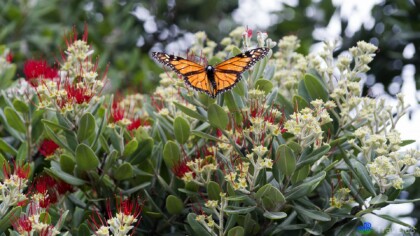 Monarch vlinder op een Pohutukawa